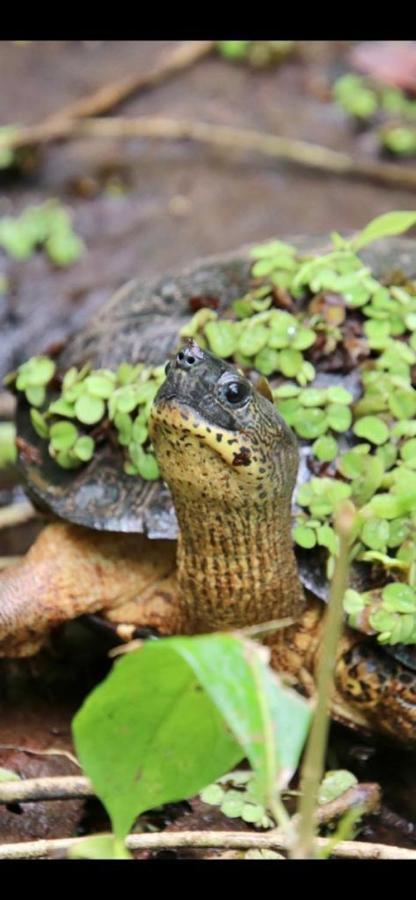 Cabinas El Muellecito Tortuguero Bagian luar foto