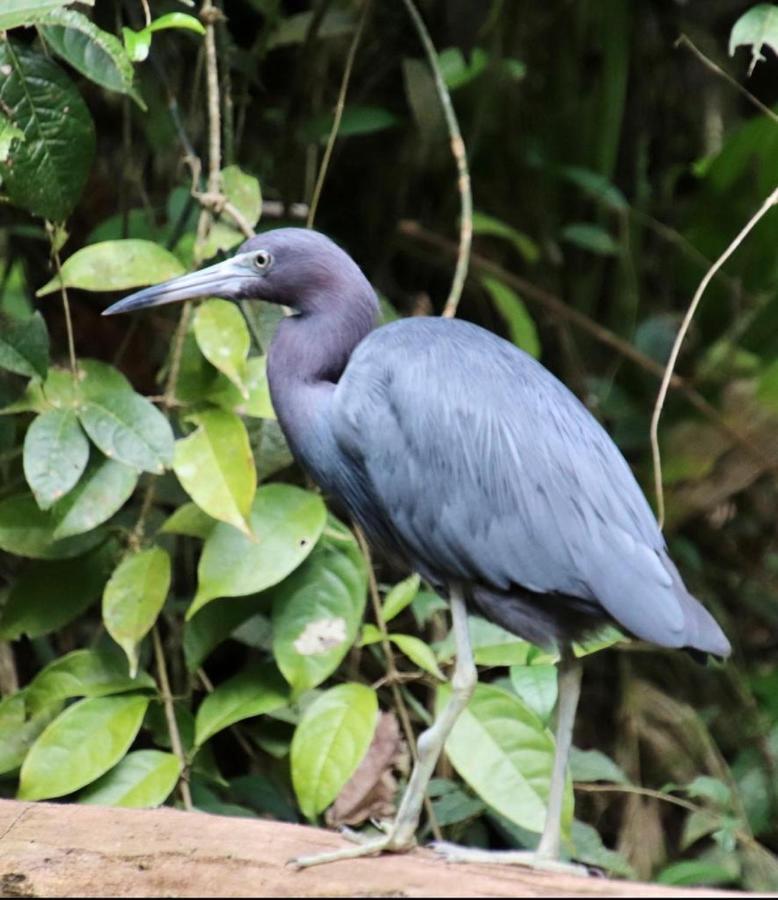 Cabinas El Muellecito Tortuguero Bagian luar foto