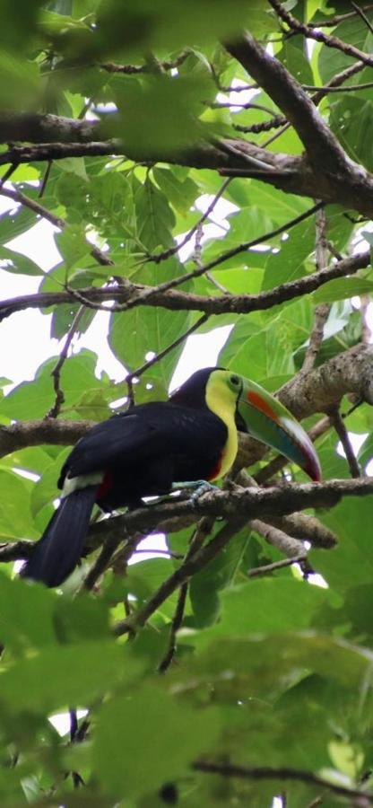 Cabinas El Muellecito Tortuguero Bagian luar foto